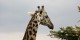 Tanzanie - 2010-09 - 117 - Serengeti - Girafe